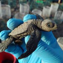Baby turtle in the hatchery at Camaronal Wildlife Refuge 