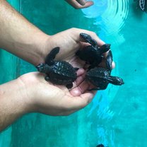 Working with the baby turtles.