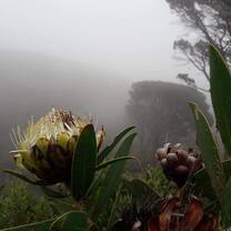 The first Friday there was an organized hike for all the volunteers. I was told this is South Africa’s National flower