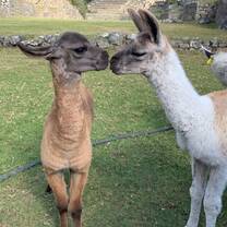 Kissing Llamas