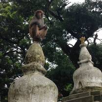 Monkey temple