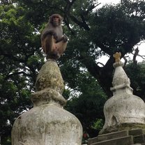 Monkey temple