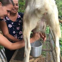 You can learn how to milk a Goat