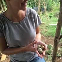 Every day you can pick eggs from chikens