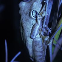 Hammer Frog