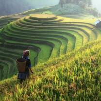 beauty in the rice crop in high moutain in the north of vietnam