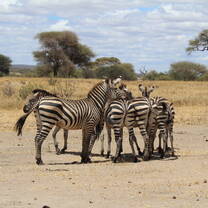 Zebra's on Safari