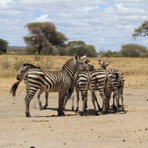 Zebra's on Safari