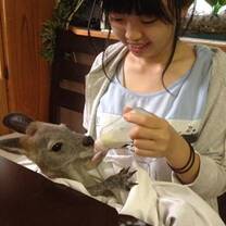 Wildlife Rehabilitation Volunteering