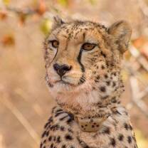 Female Cheetah