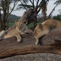 Mother and daughter lionesses we saw in the conservancy. 