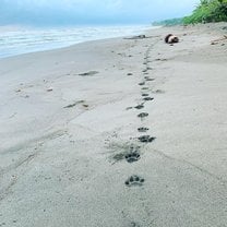 Jaguar paw prints on the beach at sunrise