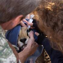 Volunteers assisting our Vet 