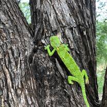 Cameleon