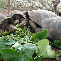 tortoise eating the Otoi leaves- very  yummy for them!!!