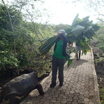carrying the Otoi leaves  inside the Giant Tortoise Breeding centre and this tortoise had smelt it and came towards us. 