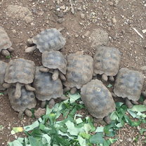 Some of the young Tortoises- also feasting on the Otoi leaves