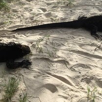 Iguanas- these are  very  interesting ,unique creatures 