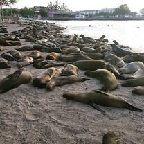 sea lion population monitoring