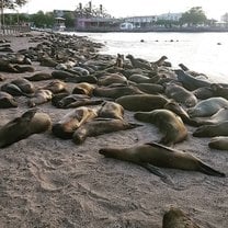 sea lion population monitoring