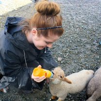 Feeding sheep in Ireland