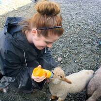 Feeding sheep in Ireland