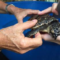 Turtle Rehabilitation