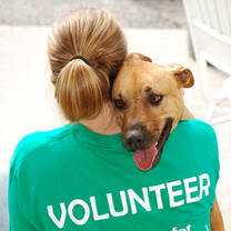 Animal Shelter Volunteering