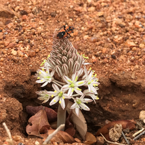 Flora and Fauna of the Area