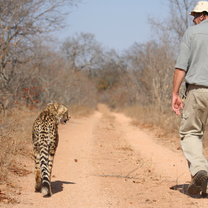 Cheetah Walks