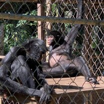 Monkey posing  Lazing around is optional