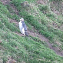 Yellow-eyed penguin in Dunedin