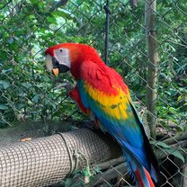 Resident macaw  Macaw close up