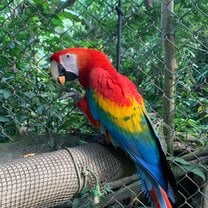 Macaw close up 