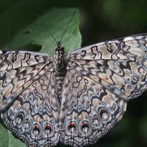 Butterfly drying its wings on a leaf