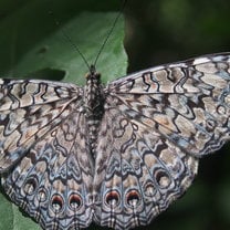 Butterfly drying its wings on a leaf