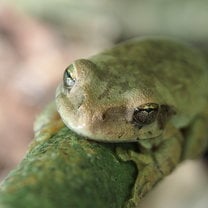 Frog camouflaging on a tree