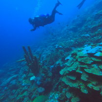 Scuba Diving