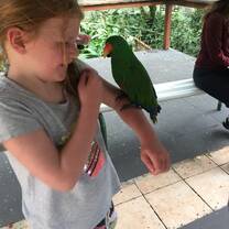 parrot pic