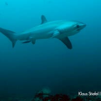 The magnificent thresher shark - a regular sighting and the dive site that puts Malapascua on the map