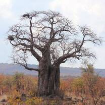 baobab