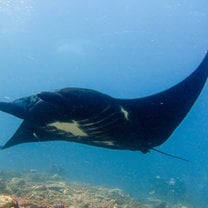 You can see a lot of mantas in Komodo. The diving is incredible! 