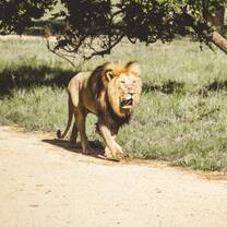 A Lion Walks Down the Road