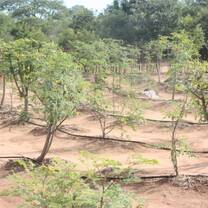 Sustainable agriculture projects