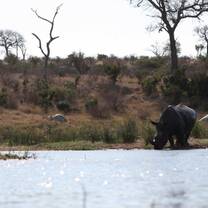 Protect endangered wildlife like rhino through our research work and anti-poaching patrols