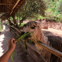 South America Explorer