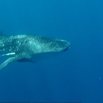 Whale shark