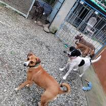 dogs project