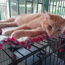 cat at the shelter