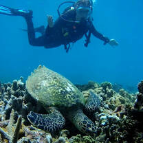 Making turtle friends 